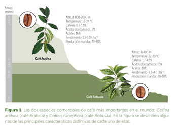 Especies de Plantas de Café: Arábica vs Robusta de Especialidad