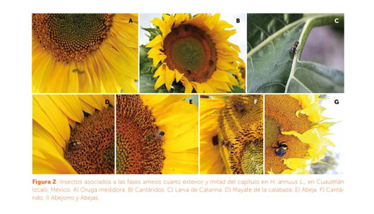 Entomofauna floral del girasol (Helianthus annuus L.) cultivado en  Cuautitlán Izcalli, Estado de México. - Document - Gale OneFile: Informe  Académico