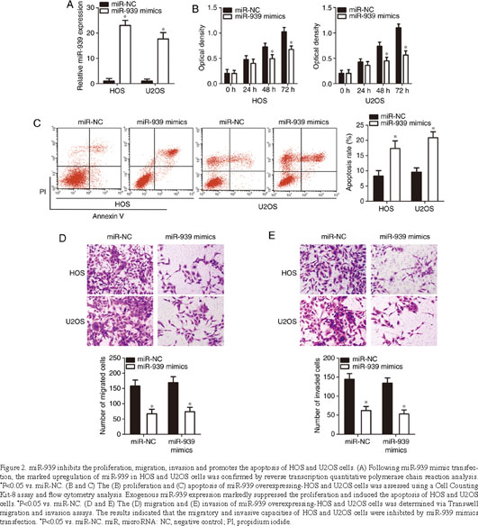 MicroRNA-939-5p directly targets IGF-1R to inhibit the aggressive 