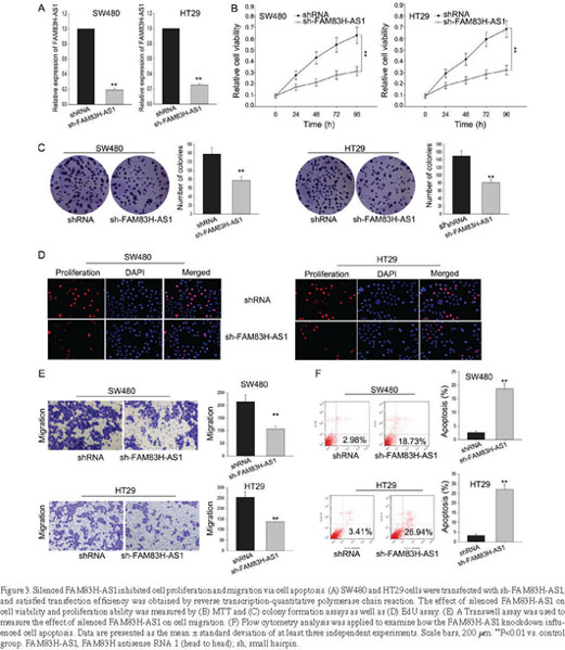 Gale Academic Onefile Document Incrna Famh As1 Is Associated With The Prognosis Of Colorectal Carcinoma And Promotes Cell Proliferation By Targeting The Notch Signaling Pathway