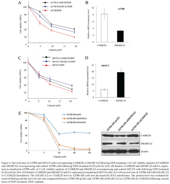 Spi Cam In Wc.Health Reference Center Academic Document Overexpression Of Smarca2 Or Camk2d Is Associated With Cisplatin Resistance In Human Epithelial Ovarian Cancer