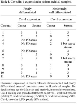 The different functions and clinical significances of caveolin-1 in human  adenocarcinoma and squamous cell carcinoma - Document - Gale OneFile:  Health and Medicine