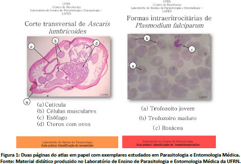 Parasitologia - Farmácia