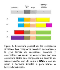 receptor de la hormona tiroidea