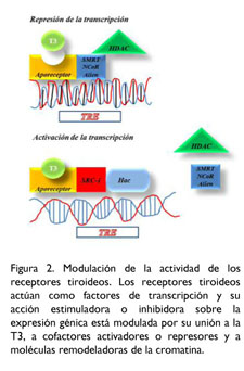 receptor de la hormona tiroidea