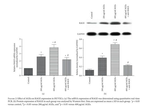 Gale Onefile Health And Medicine Document Age Rage Induced Emp Release Via The Nox Derived Ros Pathway