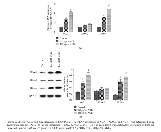 Gale Onefile Health And Medicine Document Age Rage Induced Emp Release Via The Nox Derived Ros Pathway