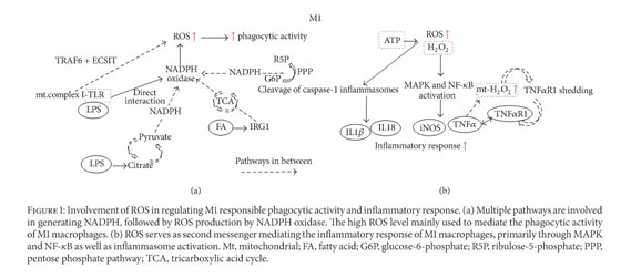 Gale Academic Onefile Document The Reactive Oxygen Species In Macrophage Polarization Reflecting Its Dual Role In Progression And Treatment Of Human Diseases