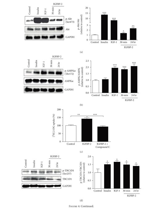 Gale Academic Onefile Document Insulin Like Growth Factor Igf Binding Protein 2 Independently Of Igf 1 Induces Glut 4 Translocation And Glucose Uptake In 3t3 L1 Adipocytes