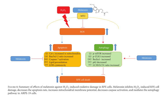 Protective Effect Of Melatonin Against Oxidative Stress Induced Apoptosis And Enhanced Autophagy In Human Retinal Pigment Epithelium Cells Document Gale Onefile Health And Medicine