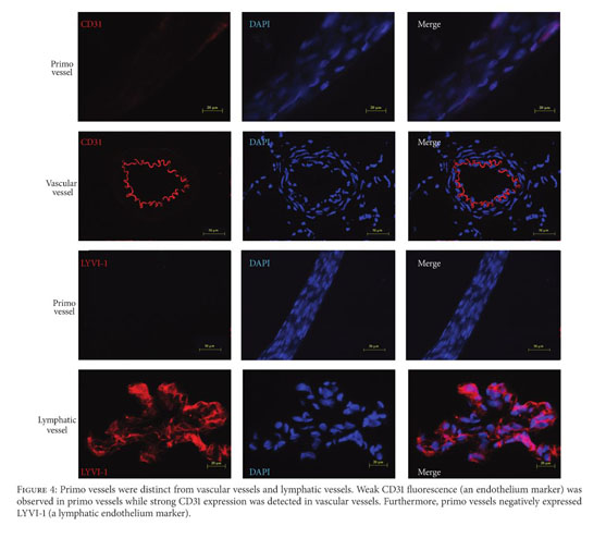 Health Reference Center Academic Document Primo Vascular System An Endothelial To Mesenchymal Potential Transitional Tissue Involved In Gastric Cancer Metastasis