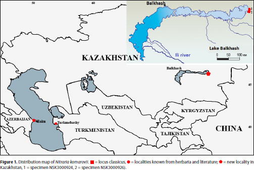 Nitraria komarovii Iljin & Lava ex Bobrov (Nitrariaceae), a new record ...