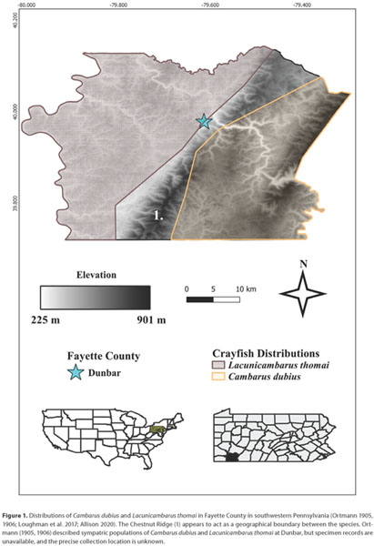 Full article: Distribution, natural history, and conservation of Cambarus  dubius in Pennsylvania