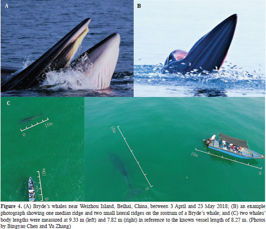 PDF) First report of a helminth infection for Bryde's whale Balaenoptera  edeni Anderson, 1878 (Cetacea, Balaenopteridae)