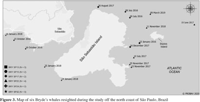 PDF) First report of a helminth infection for Bryde's whale Balaenoptera  edeni Anderson, 1878 (Cetacea, Balaenopteridae)