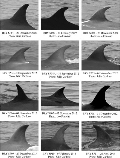 PDF) First report of a helminth infection for Bryde's whale Balaenoptera  edeni Anderson, 1878 (Cetacea, Balaenopteridae)