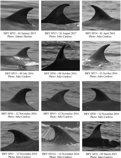PDF) First report of a helminth infection for Bryde's whale Balaenoptera  edeni Anderson, 1878 (Cetacea, Balaenopteridae)