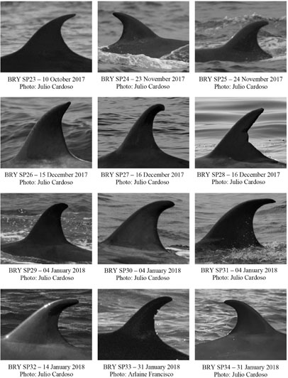 PDF) First report of a helminth infection for Bryde's whale Balaenoptera  edeni Anderson, 1878 (Cetacea, Balaenopteridae)