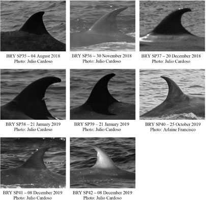 PDF) First report of a helminth infection for Bryde's whale Balaenoptera  edeni Anderson, 1878 (Cetacea, Balaenopteridae)