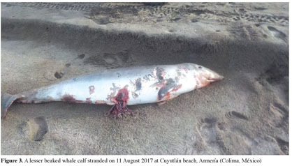 What Caused the Largest Known Mass Stranding of Stejneger's Beaked Whales?