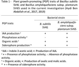 Single and combined effects of Bacillus spp. and brown seaweed