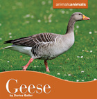 Geese, ed. , v. 