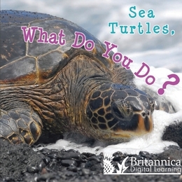 Sea Turtles, What Do You Do?, ed. , v. 