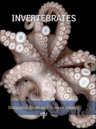 Invertebrates, ed. , v. 