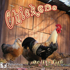 Chickens on the Farm, ed. , v. 