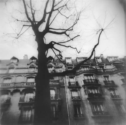 Urban Paris Landscape with Tree