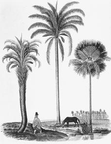 Illustration of palm trees from The Voyage of the Beagle, 1845. SNARKART RESOURCE, NY
