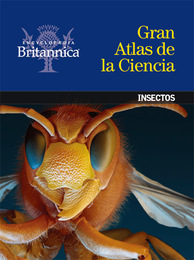 Insectos, ed. , v. 