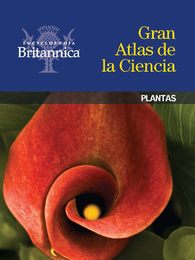 Plantas, ed. , v. 