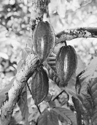 A cacao tree with beans.  Robert van der Hilst/Corbis.