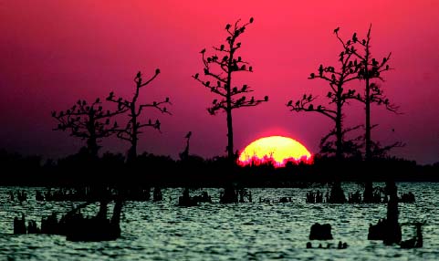 Efforts to restore the fragile ecosystem of coastal wetlands were dealt a severe setback by Hurricane Katrina (2005).