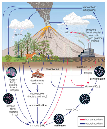 The nitrogen cycle, essential to many