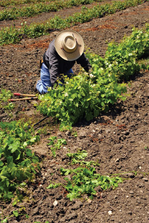 A Mexican migrant worker culls, prunes, and weeds grape plants by hand in a Kern County, California, vineyard.