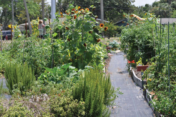 An urban community garden situated in a neighborhood park allows nearby residents to grow vegetables, fruits, and flowers. Participants share gardening duties, rainwater, compost, tools, and a greenhouse.