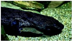 Chinese giant salamanders (Andrias davidianus) are the largest salamanders in the world. (Photo by Animals Animals ©Zig Leszczynski. Reproduced by permission.)