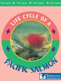 Pacific Salmon, ed. , v. 
