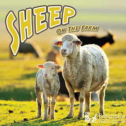 Sheep on the Farm, ed. , v. 