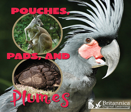 Pouches, Pads, and Plumes, ed. , v. 