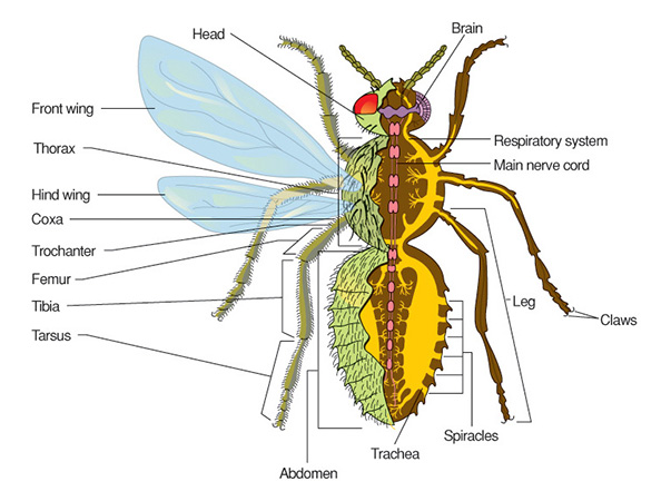 Insects science. Insect Thorax. Insects in a Human body. Insects Parts o the body. The insect body includes:.