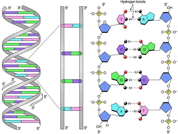 Image result for DNA
