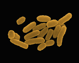 Yersinia Pestis Bacterium