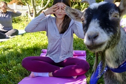 A Goat Yoga Class Relaxes Participants
