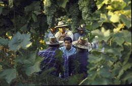 Cesar Chavez speaking with grape pickers