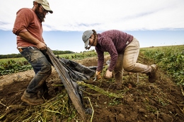 Organic Farmers Remove Plastic Mulch