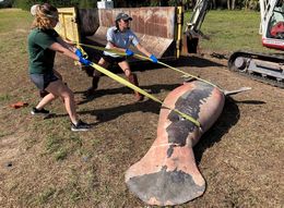 Workers with the Florida Fish and Wildlife Conservation and Brevard Zoo Move a Dead Manatee
