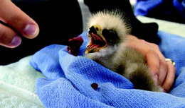 Hatched from DDT-contaminated eggs retrieved from wild nests, these chicks would probably have...